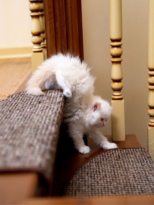 Милі клубні кошенята