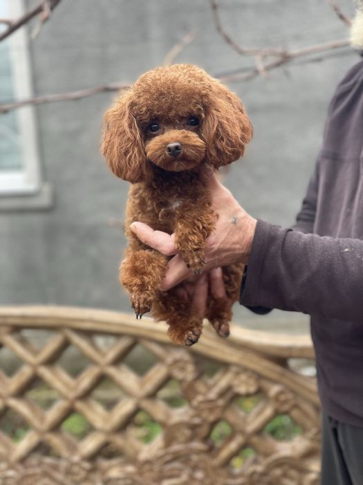 Вязка Китай тікап 1.5 кг