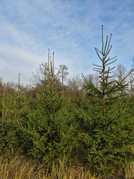 Sprzedam świerki na żywopłot do ogrodu  – świerk pospolity i srebrny