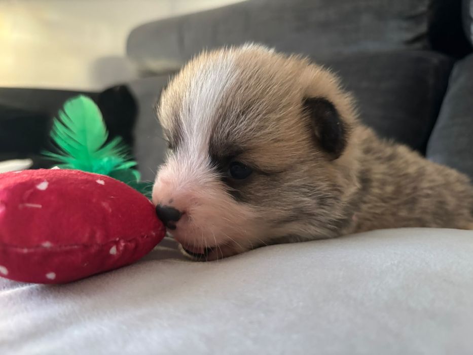 Suczka Welsh Corgi Pembroke ZKWP FCI