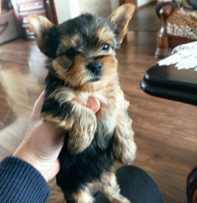 Yorkshire terrier