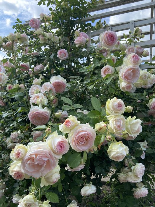 РОЗЫ РОЗЫ - продаю саженцы роз; розы  корнесобственные !