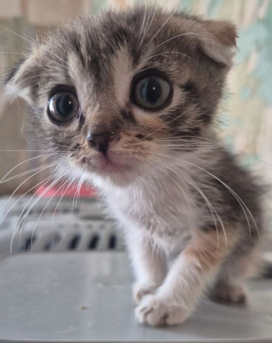 Котики и кошечки на выбор.