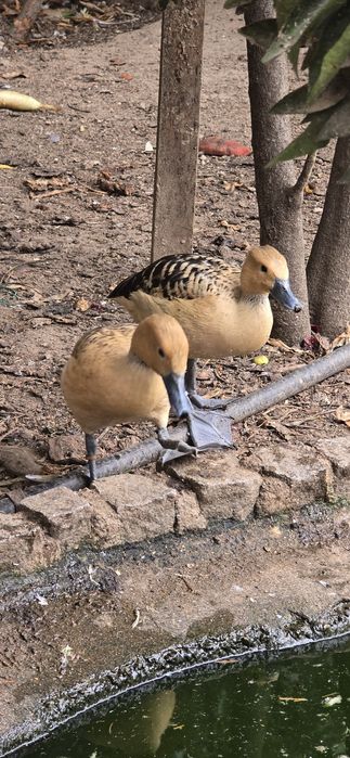 Patos Disponíveis