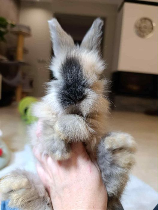 Piękna angora angielska unikatowy kolor