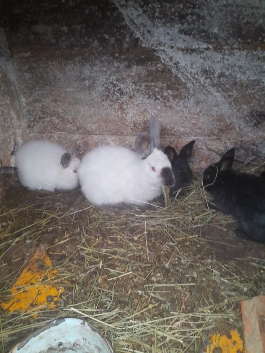 Продам самця каліфорнії.