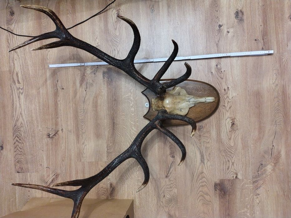 Poroże jelenia 5,5 kg