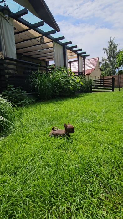 Chihuahua śliczna czekoladowa dostępna