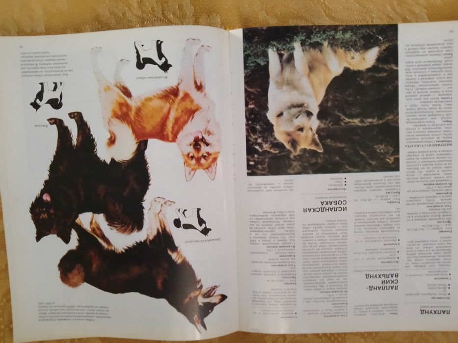 Ваша собака. Руководство по выбору и уходу за собакой.