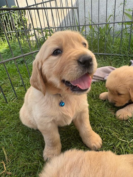 Golden Retriever szczeniaczki złote