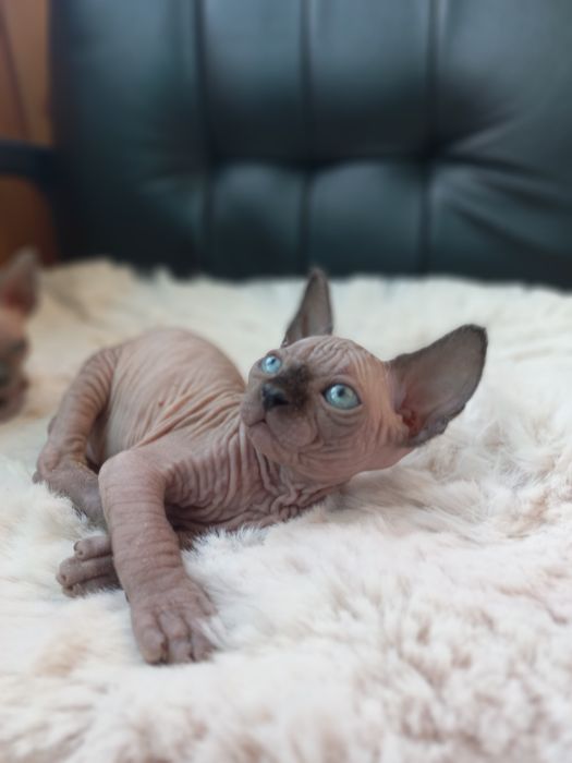 Котенок мальчик канадик