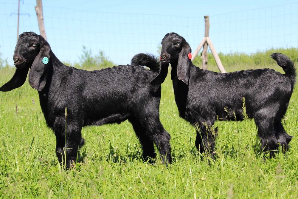 Кози козенята Шамі