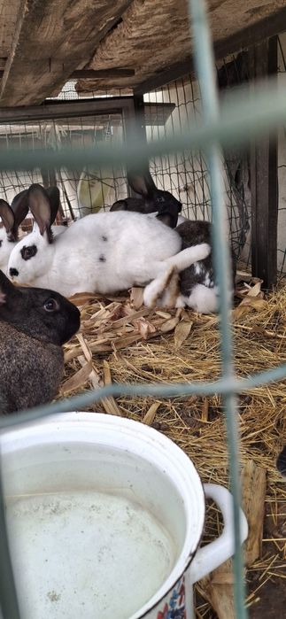 Coelhos borboleta