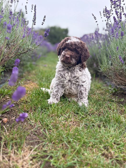 Lagotto Romagnolo Puppy ZKwP FCI