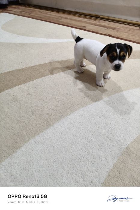 Цуценята Джек Рассел тер'єр