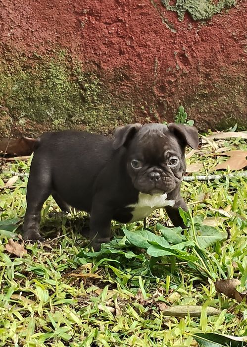 Bulldog Francês Chocolate
