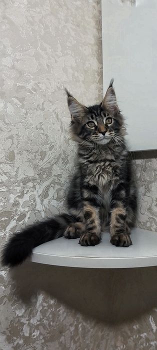 Чистокровна кішечка Maine-Coon