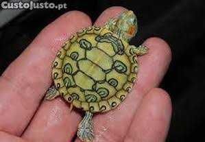 Coelho anões vacinados e desparasitação,kit completo