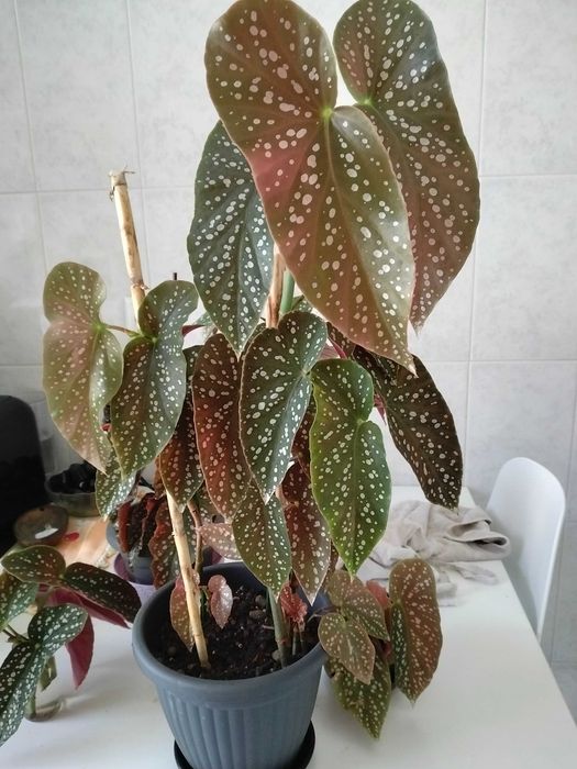 Planta de interior Begonia Maculata "asa de anjo"