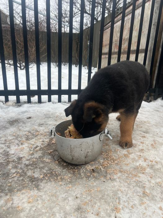 Продам цуценя німецької вівчарки