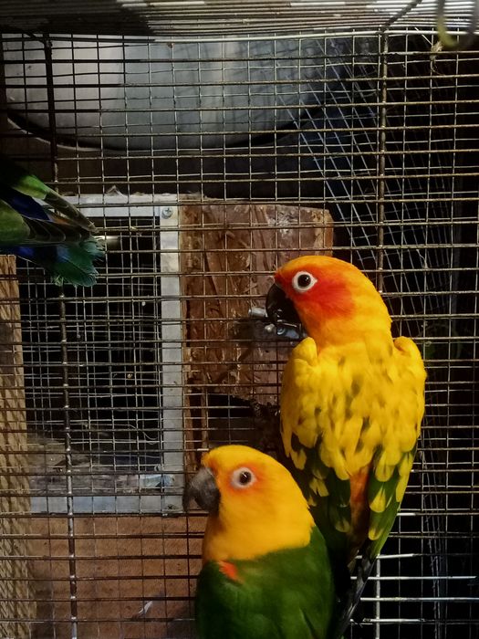 Papugi nierozłączki nimfy aleksandretty