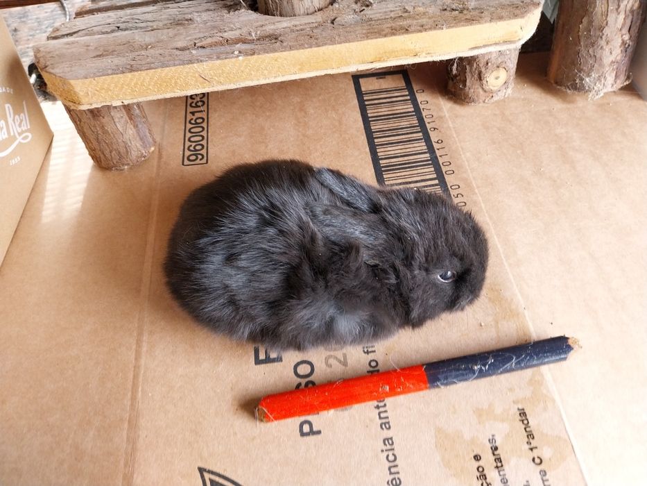 Coelhos anões minilop ourulhudos