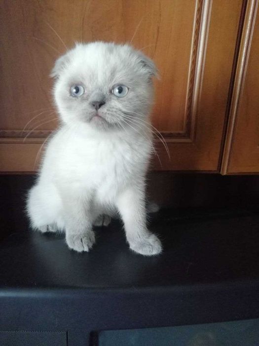 Вислоухие котята