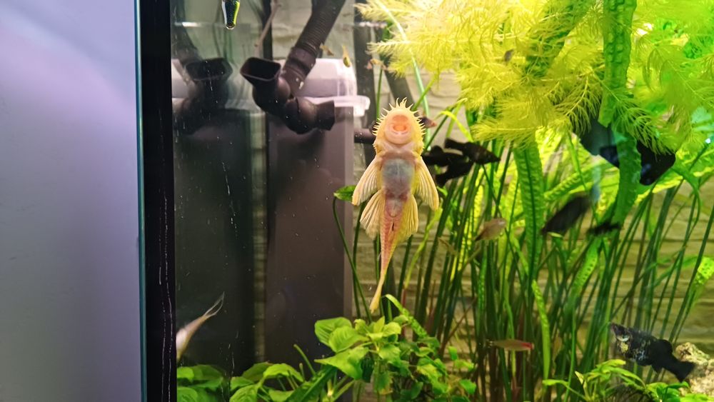 Glonojad  albinos samiec.