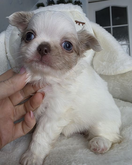 Sliczna Chihuahua długowłosa