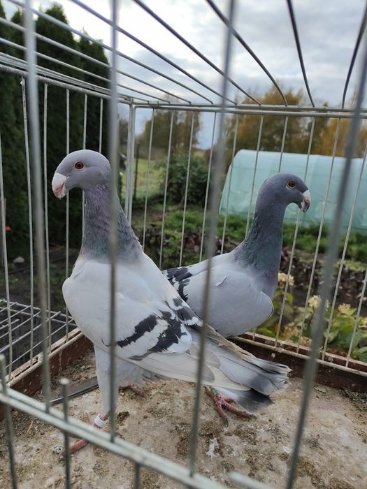 Gołębie Niemiecki Wystawowy