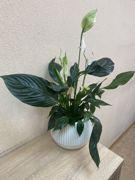 Спатіфілум в вазоні на подарунок