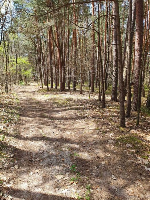 1,38 ha działka leśna w Leżajsku - sprzedam - Więcej