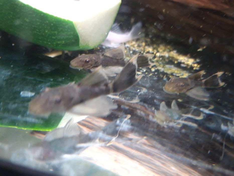 PROMOCJA Zbrojnik GLonojad Ancistrus zielony smok Green Dragon LongFin