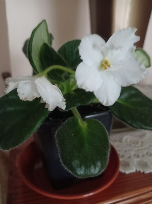 Фіалки кімнатні.