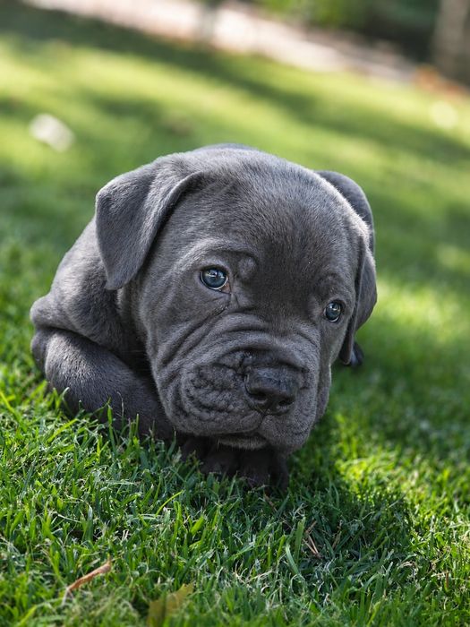 Cane Corso  suczka