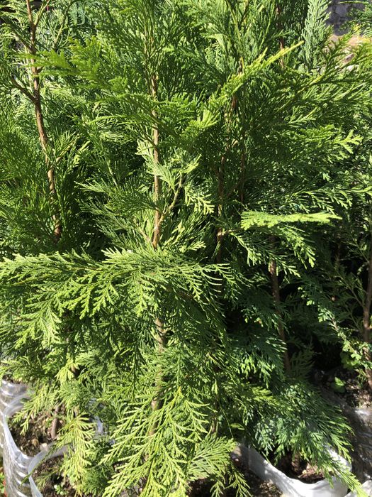Cedro camaciparis leiland