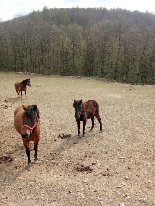 Klacz 
Sprzedam  klacz rasy huculskiej ur. 05.05.2025r.(11 m