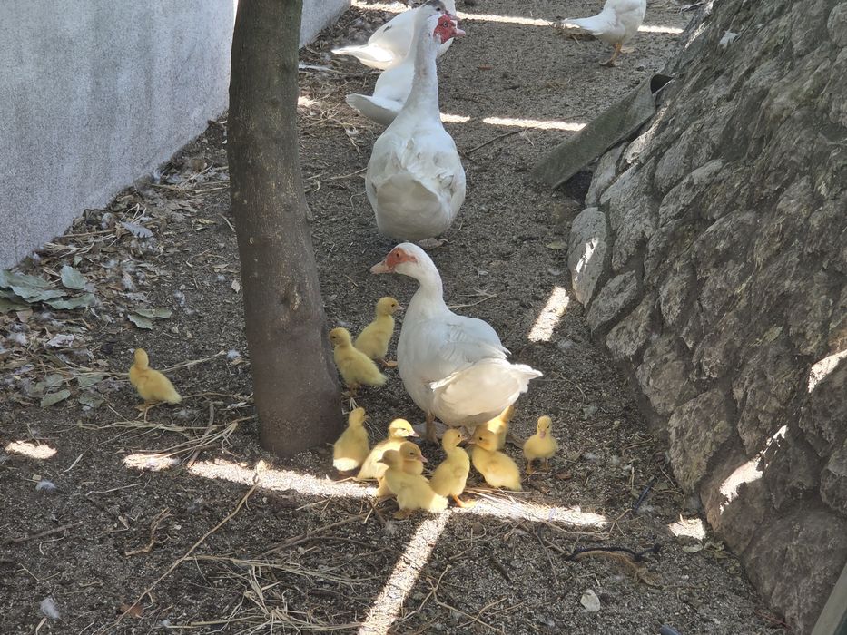 Patos mudos brancos