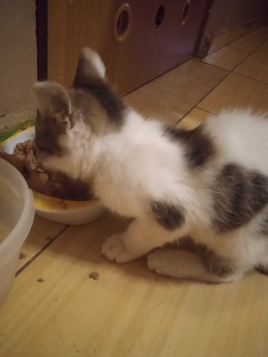 Oddam kota w dobre ręce