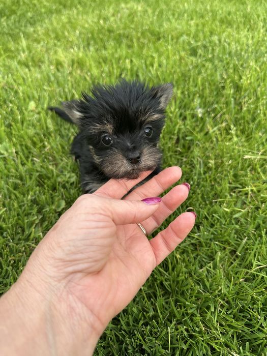 Yorkshire Terrier