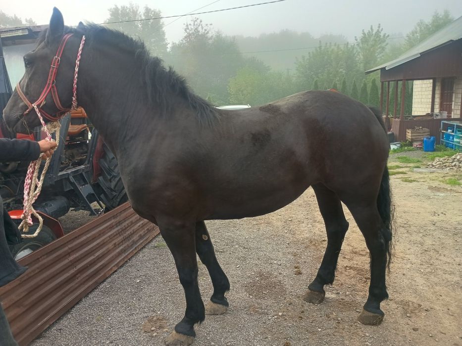 Klacz kobyla źrebica zimnokrwista 3 lata