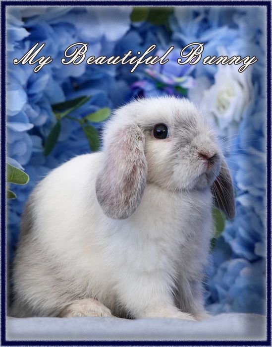 Młody Królik Mini Lop - Rhon