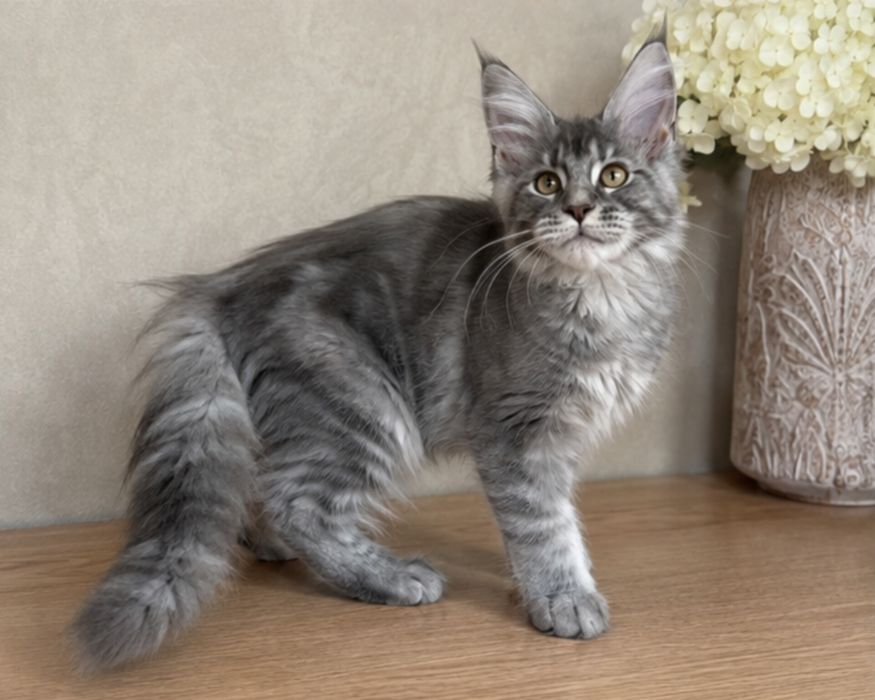 Красивенные котята Мейн-Кун