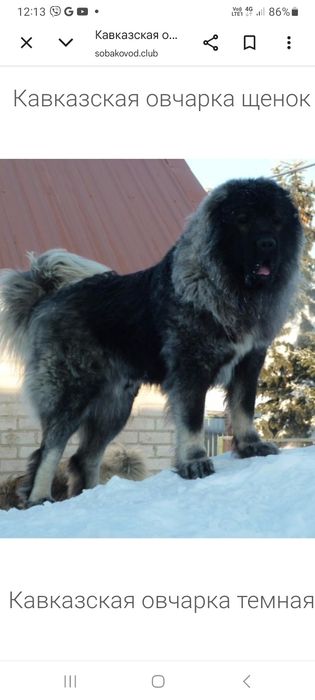 Днепр Калиновая Клочко Потеряшка