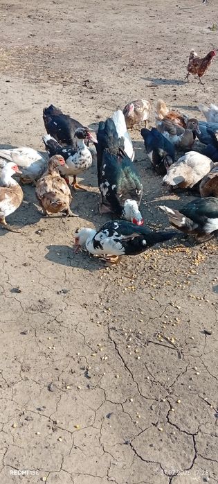 Качки шипуни мускатний