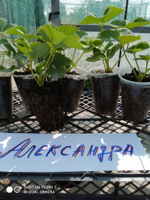 Саженцы-рассада клубники Лючия, Брилла, Клодия.