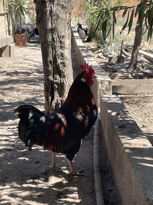 Frangos para engorda