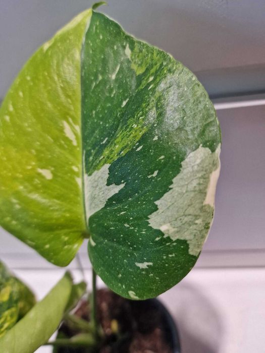Monstera Thai Tricolor Miracle