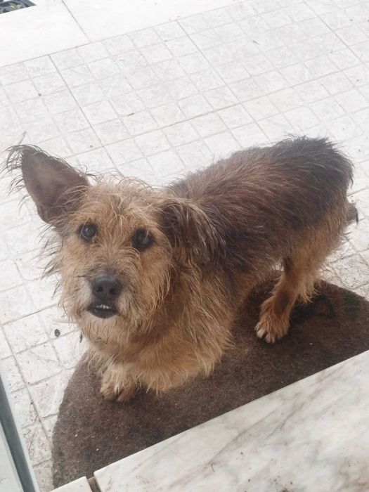 BALI (Macho, 7 Anos, 11Kg) - Para Adoção