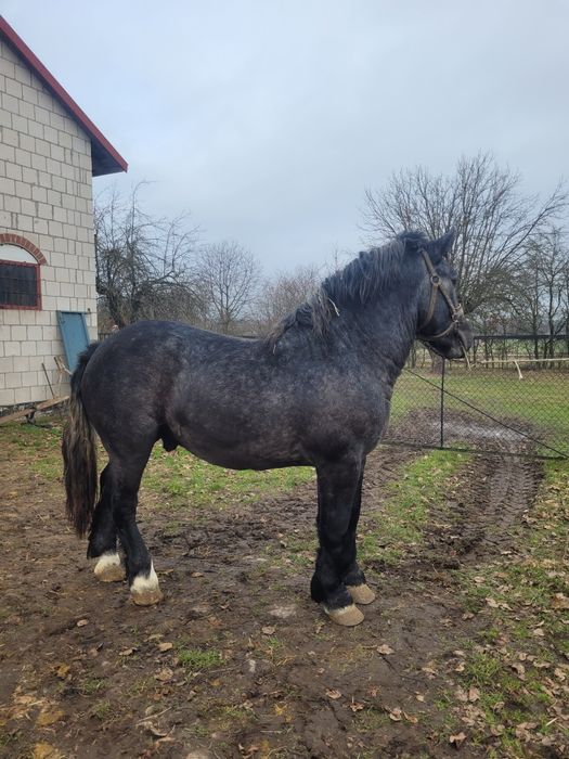 Ogierek zimnokrwisty siwy